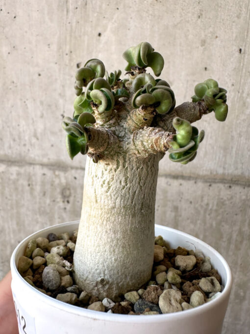 【現品限り】アデニウム・DHA 葉巻【AA12】 Adenium DHA【植物】塊根植物 夏型 コーデックス - 画像 (3)