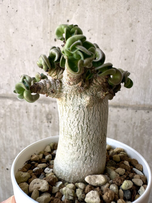 【現品限り】アデニウム・DHA 葉巻【AA12】 Adenium DHA【植物】塊根植物 夏型 コーデックス - 画像 (4)