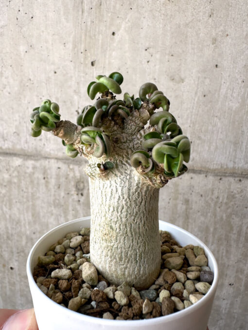 【現品限り】アデニウム・DHA 葉巻【AA12】 Adenium DHA【植物】塊根植物 夏型 コーデックス - 画像 (5)