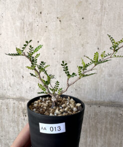 【現品限り】オペルクリカリア・パキプス 根挿し【AA13】 Operculicarya pachypus【植物】塊根植物 夏型 コーデックス