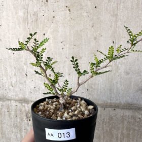 【現品限り】オペルクリカリア・パキプス 根挿し【AA13】 Operculicarya pachypus【植物】塊根植物 夏型 コーデックス