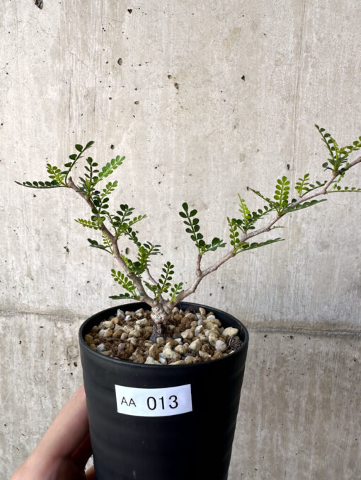 【現品限り】オペルクリカリア・パキプス 根挿し【AA13】 Operculicarya pachypus【植物】塊根植物 夏型 コーデックス