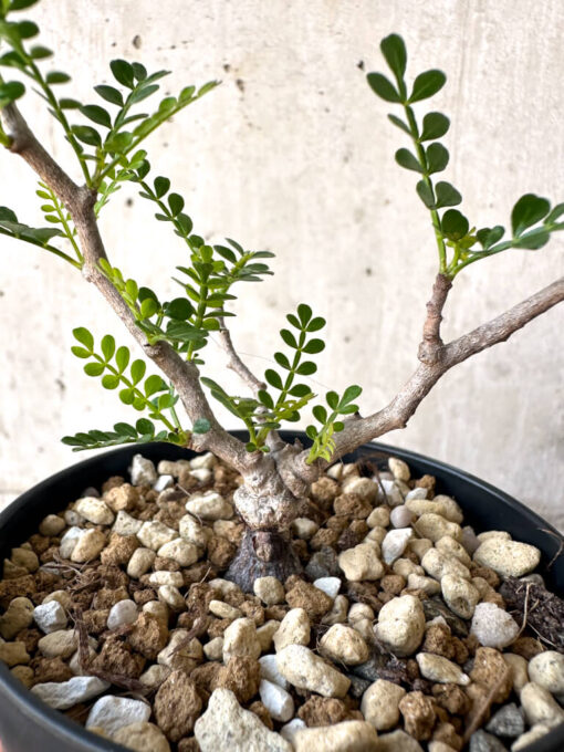【現品限り】オペルクリカリア・パキプス 根挿し【AA13】 Operculicarya pachypus【植物】塊根植物 夏型 コーデックス - 画像 (2)