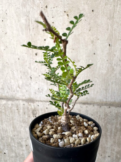 【現品限り】オペルクリカリア・パキプス 根挿し【AA13】 Operculicarya pachypus【植物】塊根植物 夏型 コーデックス - 画像 (3)