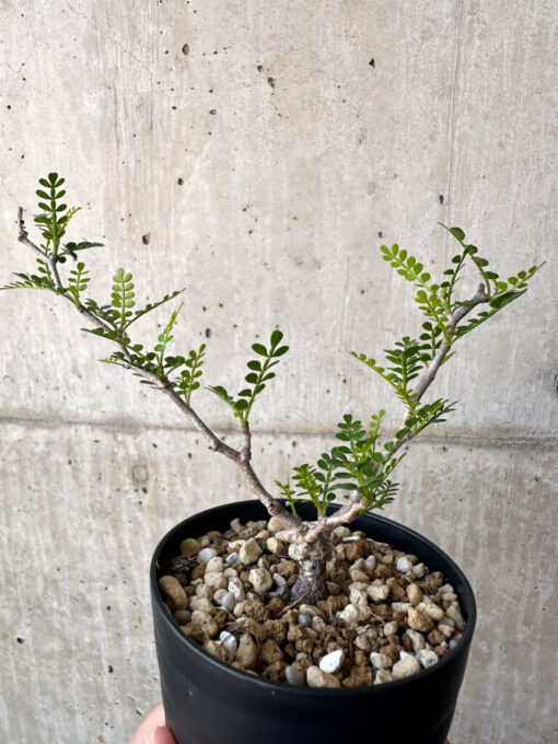 【現品限り】オペルクリカリア・パキプス 根挿し【AA13】 Operculicarya pachypus【植物】塊根植物 夏型 コーデックス - 画像 (4)