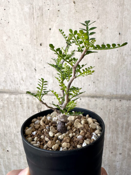 【現品限り】オペルクリカリア・パキプス 根挿し【AA13】 Operculicarya pachypus【植物】塊根植物 夏型 コーデックス - 画像 (5)