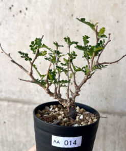 【現品限り】オペルクリカリア・パキプス 根挿し【AA14】 Operculicarya pachypus【植物】塊根植物 夏型 コーデックス