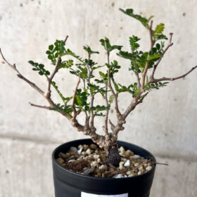 【現品限り】オペルクリカリア・パキプス 根挿し【AA14】 Operculicarya pachypus【植物】塊根植物 夏型 コーデックス