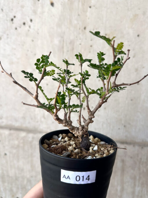 【現品限り】オペルクリカリア・パキプス 根挿し【AA14】 Operculicarya pachypus【植物】塊根植物 夏型 コーデックス