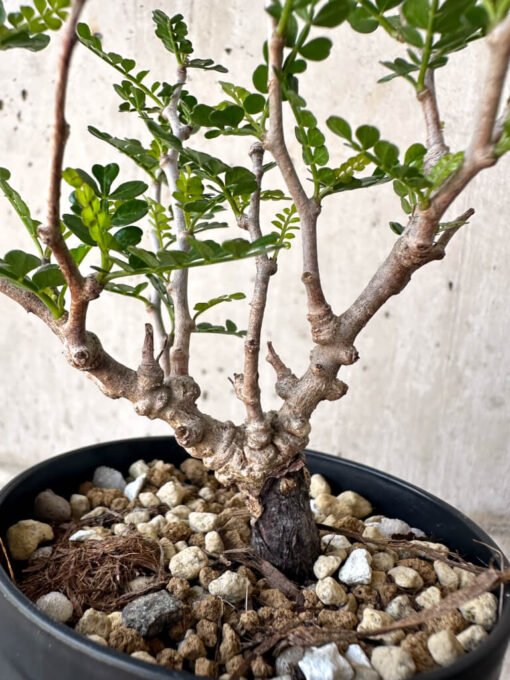 【現品限り】オペルクリカリア・パキプス 根挿し【AA14】 Operculicarya pachypus【植物】塊根植物 夏型 コーデックス - 画像 (2)