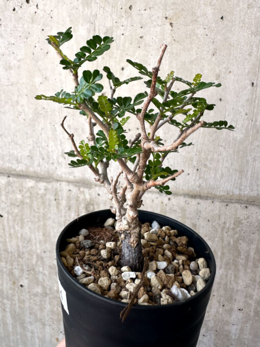 【現品限り】オペルクリカリア・パキプス 根挿し【AA14】 Operculicarya pachypus【植物】塊根植物 夏型 コーデックス - 画像 (3)