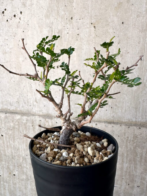 【現品限り】オペルクリカリア・パキプス 根挿し【AA14】 Operculicarya pachypus【植物】塊根植物 夏型 コーデックス - 画像 (4)