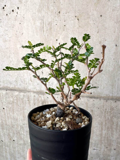 【現品限り】オペルクリカリア・パキプス 根挿し【AA14】 Operculicarya pachypus【植物】塊根植物 夏型 コーデックス - 画像 (5)
