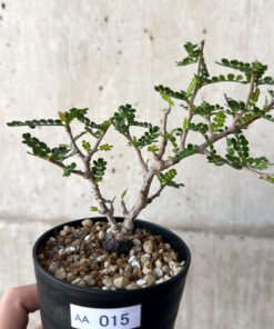 【現品限り】オペルクリカリア・パキプス 根挿し【AA15】 Operculicarya pachypus【植物】塊根植物 夏型 コーデックス