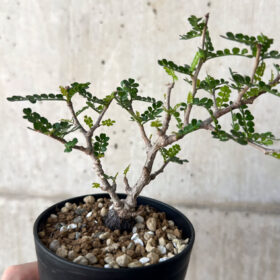 【現品限り】オペルクリカリア・パキプス 根挿し【AA15】 Operculicarya pachypus【植物】塊根植物 夏型 コーデックス
