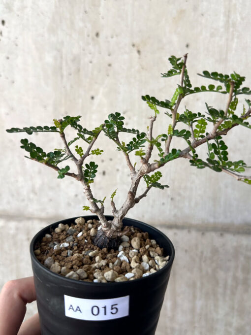 【現品限り】オペルクリカリア・パキプス 根挿し【AA15】 Operculicarya pachypus【植物】塊根植物 夏型 コーデックス