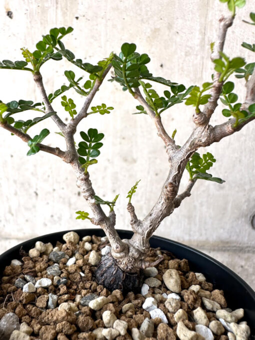 【現品限り】オペルクリカリア・パキプス 根挿し【AA15】 Operculicarya pachypus【植物】塊根植物 夏型 コーデックス - 画像 (2)