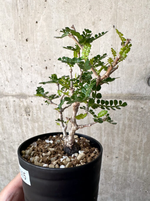 【現品限り】オペルクリカリア・パキプス 根挿し【AA15】 Operculicarya pachypus【植物】塊根植物 夏型 コーデックス - 画像 (3)