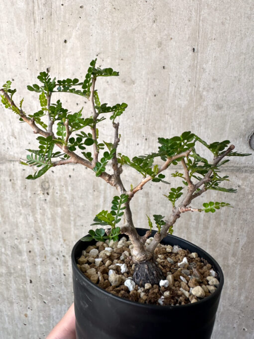 【現品限り】オペルクリカリア・パキプス 根挿し【AA15】 Operculicarya pachypus【植物】塊根植物 夏型 コーデックス - 画像 (4)