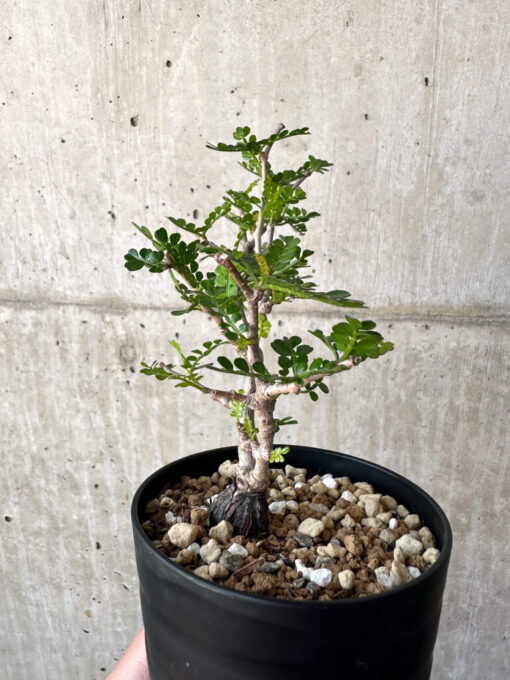 【現品限り】オペルクリカリア・パキプス 根挿し【AA15】 Operculicarya pachypus【植物】塊根植物 夏型 コーデックス - 画像 (5)