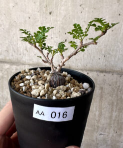 【現品限り】オペルクリカリア・パキプス 根挿し【AA16】 Operculicarya pachypus【植物】塊根植物 夏型 コーデックス