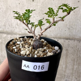 【現品限り】オペルクリカリア・パキプス 根挿し【AA16】 Operculicarya pachypus【植物】塊根植物 夏型 コーデックス