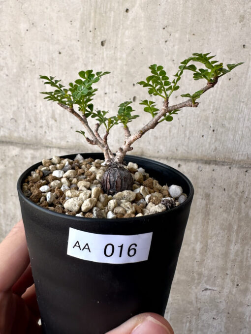 【現品限り】オペルクリカリア・パキプス 根挿し【AA16】 Operculicarya pachypus【植物】塊根植物 夏型 コーデックス