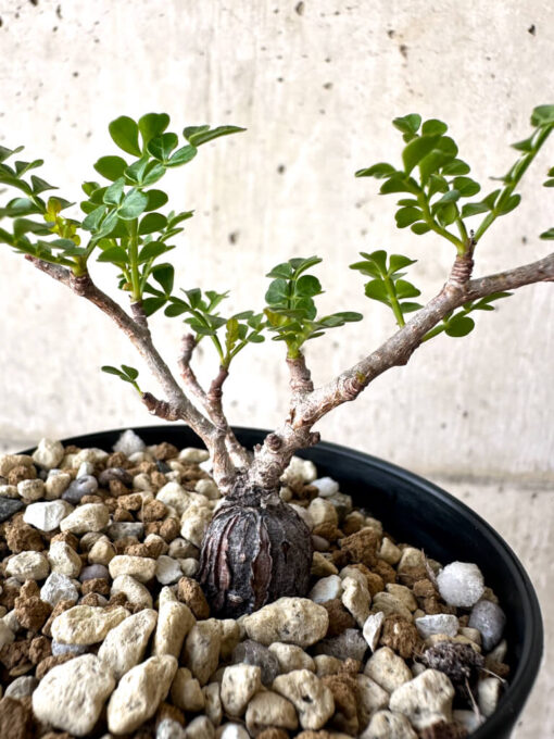 【現品限り】オペルクリカリア・パキプス 根挿し【AA16】 Operculicarya pachypus【植物】塊根植物 夏型 コーデックス - 画像 (2)