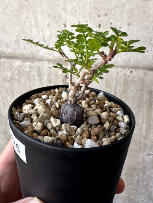 【現品限り】オペルクリカリア・パキプス 根挿し【AA16】 Operculicarya pachypus【植物】塊根植物 夏型 コーデックス - 画像 (3)