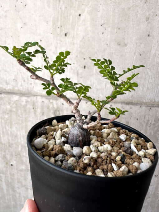 【現品限り】オペルクリカリア・パキプス 根挿し【AA16】 Operculicarya pachypus【植物】塊根植物 夏型 コーデックス - 画像 (4)