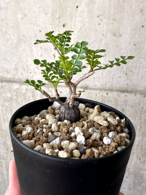 【現品限り】オペルクリカリア・パキプス 根挿し【AA16】 Operculicarya pachypus【植物】塊根植物 夏型 コーデックス - 画像 (5)