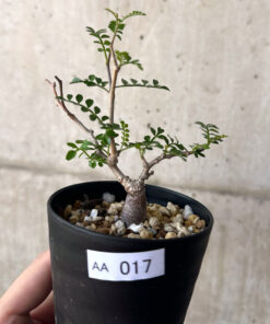 【現品限り】オペルクリカリア・パキプス 根挿し【AA17】 Operculicarya pachypus【植物】塊根植物 夏型 コーデックス