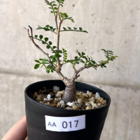 【現品限り】オペルクリカリア・パキプス 根挿し【AA17】 Operculicarya pachypus【植物】塊根植物 夏型 コーデックス