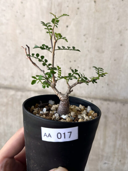 【現品限り】オペルクリカリア・パキプス 根挿し【AA17】 Operculicarya pachypus【植物】塊根植物 夏型 コーデックス