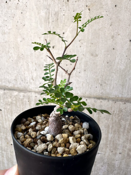 【現品限り】オペルクリカリア・パキプス 根挿し【AA17】 Operculicarya pachypus【植物】塊根植物 夏型 コーデックス - 画像 (3)