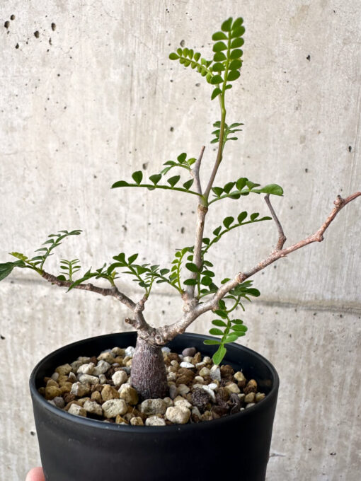 【現品限り】オペルクリカリア・パキプス 根挿し【AA17】 Operculicarya pachypus【植物】塊根植物 夏型 コーデックス - 画像 (4)