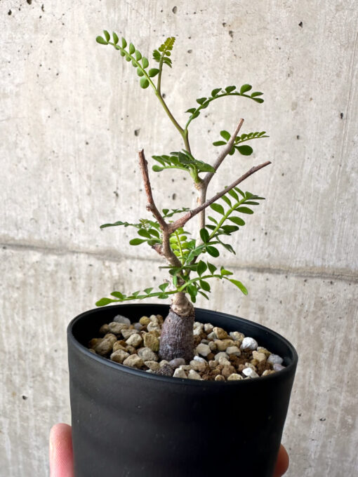 【現品限り】オペルクリカリア・パキプス 根挿し【AA17】 Operculicarya pachypus【植物】塊根植物 夏型 コーデックス - 画像 (5)