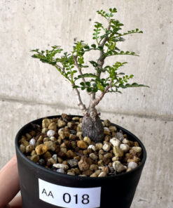 【現品限り】オペルクリカリア・パキプス 根挿し【AA18】 Operculicarya pachypus【植物】塊根植物 夏型 コーデックス