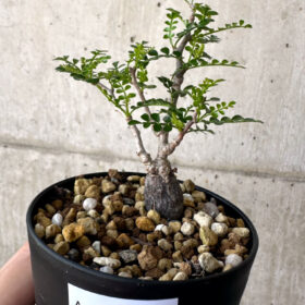 【現品限り】オペルクリカリア・パキプス 根挿し【AA18】 Operculicarya pachypus【植物】塊根植物 夏型 コーデックス