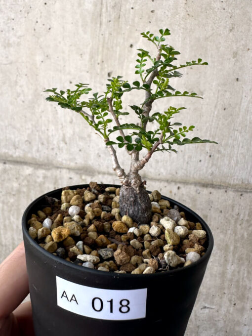 【現品限り】オペルクリカリア・パキプス 根挿し【AA18】 Operculicarya pachypus【植物】塊根植物 夏型 コーデックス