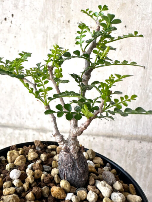 【現品限り】オペルクリカリア・パキプス 根挿し【AA18】 Operculicarya pachypus【植物】塊根植物 夏型 コーデックス - 画像 (2)