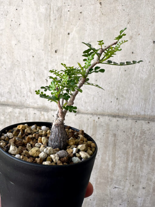 【現品限り】オペルクリカリア・パキプス 根挿し【AA18】 Operculicarya pachypus【植物】塊根植物 夏型 コーデックス - 画像 (3)