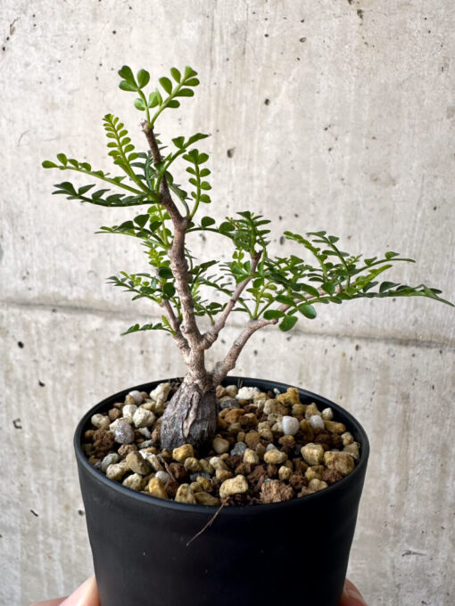 【現品限り】オペルクリカリア・パキプス 根挿し【AA18】 Operculicarya pachypus【植物】塊根植物 夏型 コーデックス - 画像 (4)