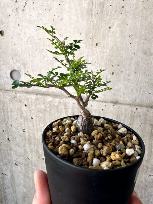 【現品限り】オペルクリカリア・パキプス 根挿し【AA18】 Operculicarya pachypus【植物】塊根植物 夏型 コーデックス - 画像 (5)