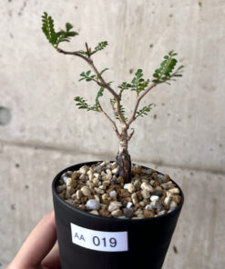 【現品限り】オペルクリカリア・パキプス 根挿し【AA19】 Operculicarya pachypus【植物】塊根植物 夏型 コーデックス
