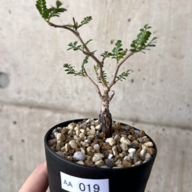 【現品限り】オペルクリカリア・パキプス 根挿し【AA19】 Operculicarya pachypus【植物】塊根植物 夏型 コーデックス