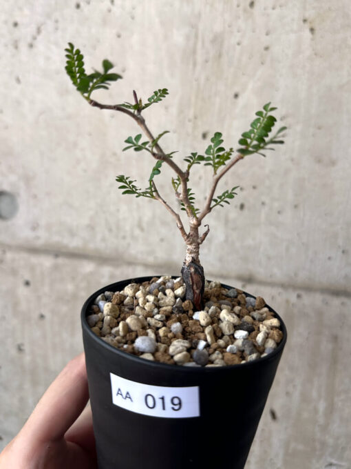 【現品限り】オペルクリカリア・パキプス 根挿し【AA19】 Operculicarya pachypus【植物】塊根植物 夏型 コーデックス