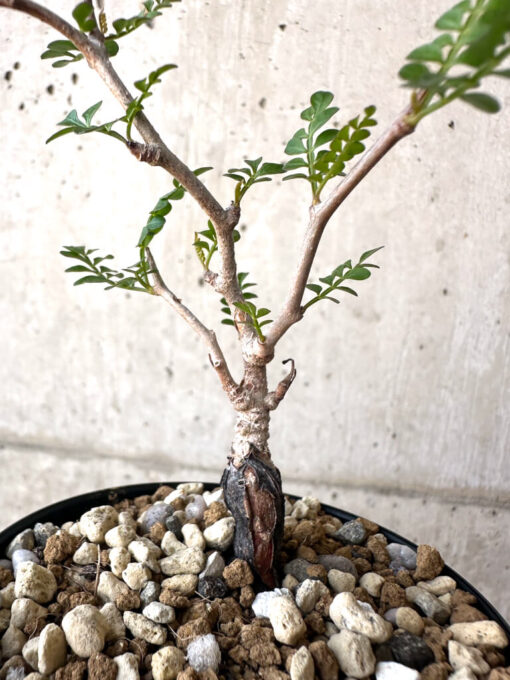 【現品限り】オペルクリカリア・パキプス 根挿し【AA19】 Operculicarya pachypus【植物】塊根植物 夏型 コーデックス - 画像 (2)