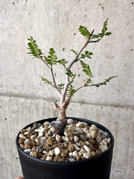【現品限り】オペルクリカリア・パキプス 根挿し【AA19】 Operculicarya pachypus【植物】塊根植物 夏型 コーデックス - 画像 (4)