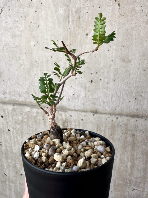 【現品限り】オペルクリカリア・パキプス 根挿し【AA19】 Operculicarya pachypus【植物】塊根植物 夏型 コーデックス - 画像 (5)